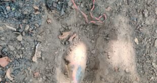 कोबरा 204 बटालियन की टीम ने एरिया डॉमिनेशन ड्यूटी के दौरान चार खतरनाक प्रेशर IED बरामद किए। इन IED को बीयर की बोतलों में भरकर मार्ग में लगाया गया था।