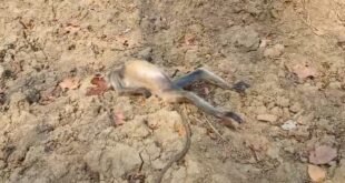 सूखते तालाब में ज़हर डाले जाने से दो मवेशी और एक बंदर की मौत हो गई