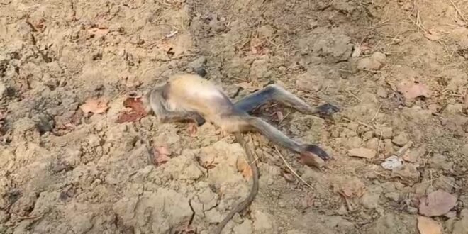 सूखते तालाब में ज़हर डाले जाने से दो मवेशी और एक बंदर की मौत हो गई
