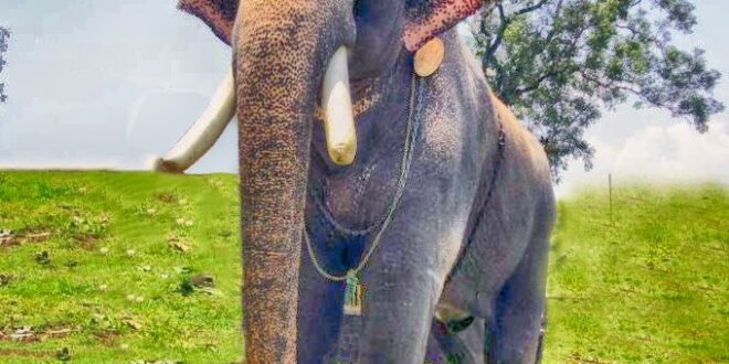 दंतैल हाथी ने दो दिनों में ली दो ग्रामीणों की जान