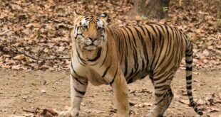 धमतरी जिले अरसीकन्हार रेंज के जंगलों में टाइगर के मिले पगचिन्ह