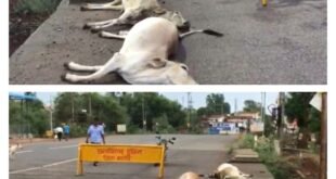 अज्ञात वाहन ने आठ गायों को बेरहमी से कुचला