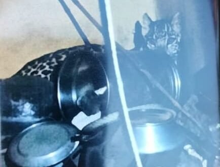 भोजन की तलाश में ग्रामीण के घर में घुसा तेंदुआ,